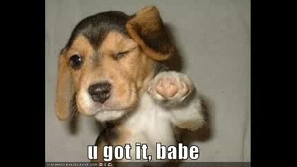Funny Animals