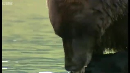 Grizzly bear salmon fishing - Deep into the Wild - Bbc 