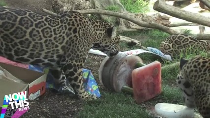 Ягуарчета празнуват първият си рожден ден
