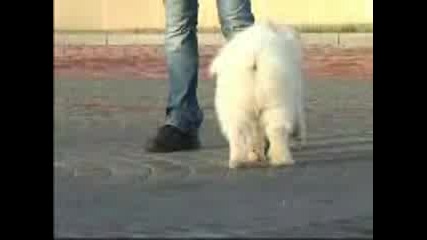 Samoyed Puppy