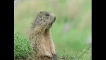 Най - Сладкото Животно