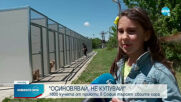 1800 кучета от приюти в София търсят осиновители