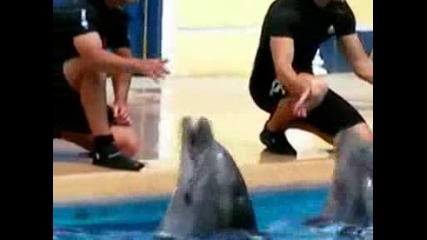 Делфини се опитват да говорят