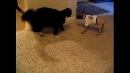 Котка срещу куче - смях