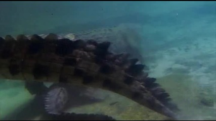 Соленоводният крокодил..