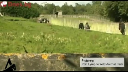 Горилата е голям човек. Амбам смело крачи 