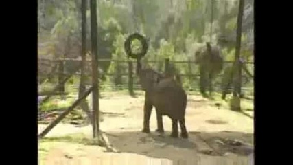 National Geographic - Говорят Ли Слоновете? 