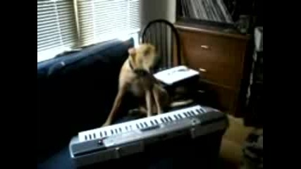 ku4e pee i sviri na piano :d