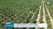 Българските праскови – деликатес за богатите тази година