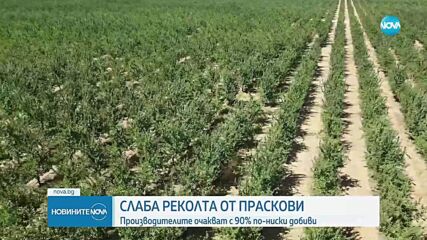 Българските праскови – деликатес за богатите тази година