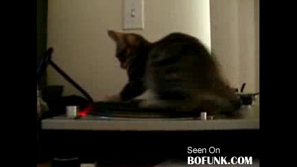 Коте се вози на грамофонна плоча