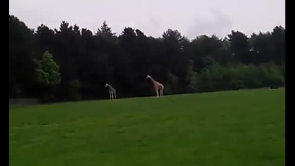 Жирафа се провали!