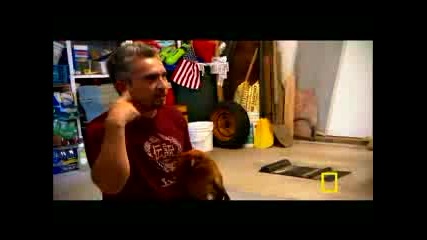 Dog Whisperer Dog Vs. Chicken