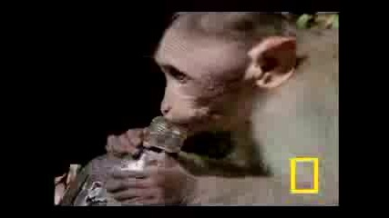 National Geographic - Пияни Маймуни