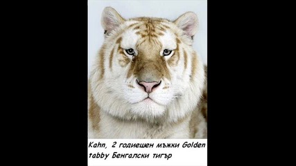 Лицата на Бенгалският Тигър 