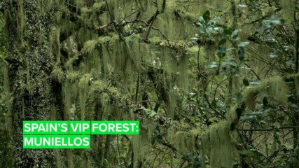 Muniellos: One of the most exclusive forests in the world