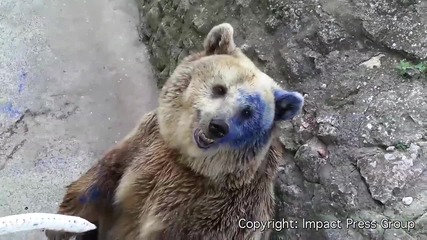 Боядисаха синя мечката във варненеския зоопарк