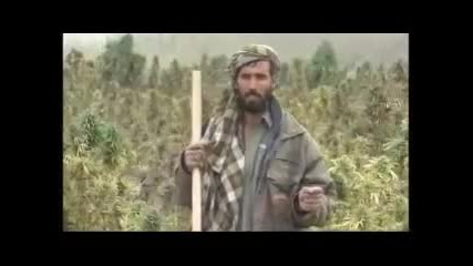 Afghanistan cannabis production 