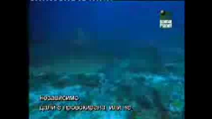Десетте Най - Смъртоносни Акули(документален филм)-част 3