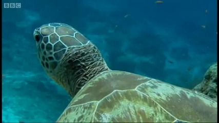 Turtle spa! - Turtles Guide to the Pacific - Bbc 