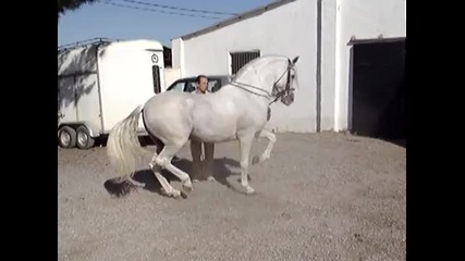 Andalusian