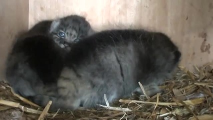 Много яки Дворцови котета ( Pallas Cat Kittens - 4 weeks old ) 