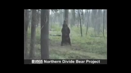 Мечка танцува на пилон 