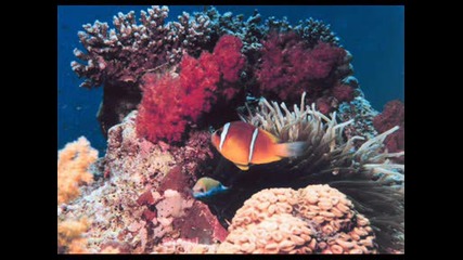 Coral Reef