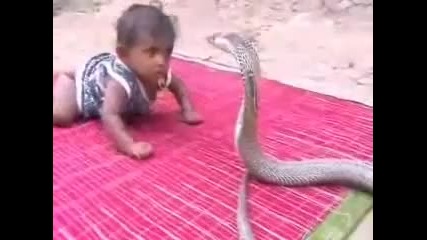 Baby X Naja snake - Bebe X cobra naja - Youtube