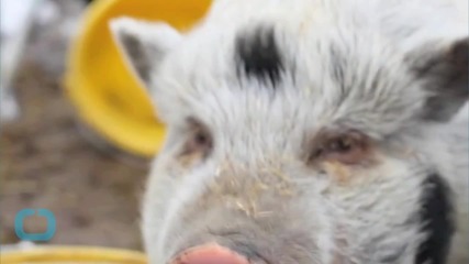 Fugitive Pig Loses Its Cool When Denied Service at Burger King