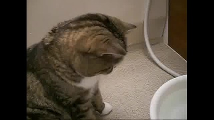 Смях Котка си мие главата под чешмата 