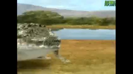 дуел между крокодил и лъв 