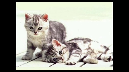 pusicat
