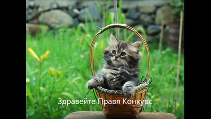 Конкурче