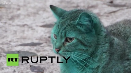 Зелена котка във Варна