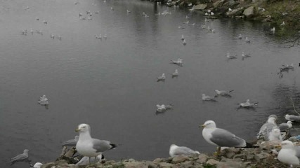 Birdlapse 