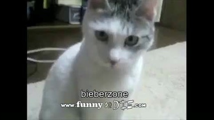 Justin Bieber срещу котка