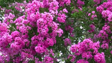 Beautiful Flowering Trees