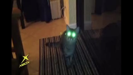 Котка 