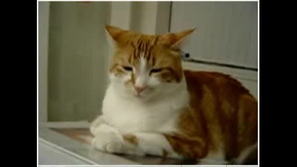 Много Сладки Котки