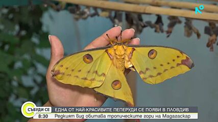 Една от най-красивите пеперуди в света се появи в музея в Пловдив