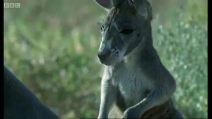Parasite Plague - Big Red Roos - Bbc