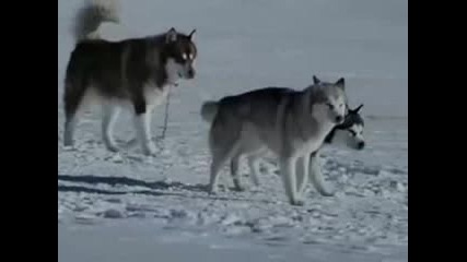 Приятели завинаги !