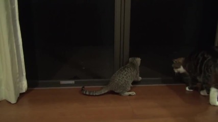 Котето Мару и Никита гледат през прозореца, през нощта. - Смях