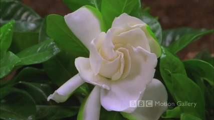 bbc hd in full bloom 