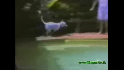 Забавни Животни 100% Луд Смях