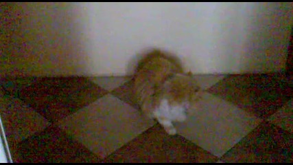 Лео си играе с маслини