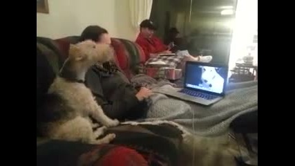 Кучета си говорят по скайпа