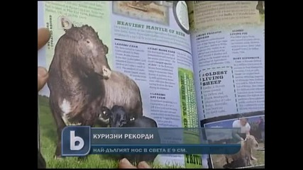 Най–малката крава в света