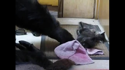 Горилата Коко си играе с две малки котета